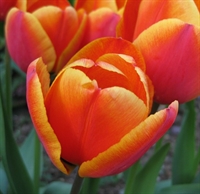 Tulipan Apeldoorn's Elite 8 løg